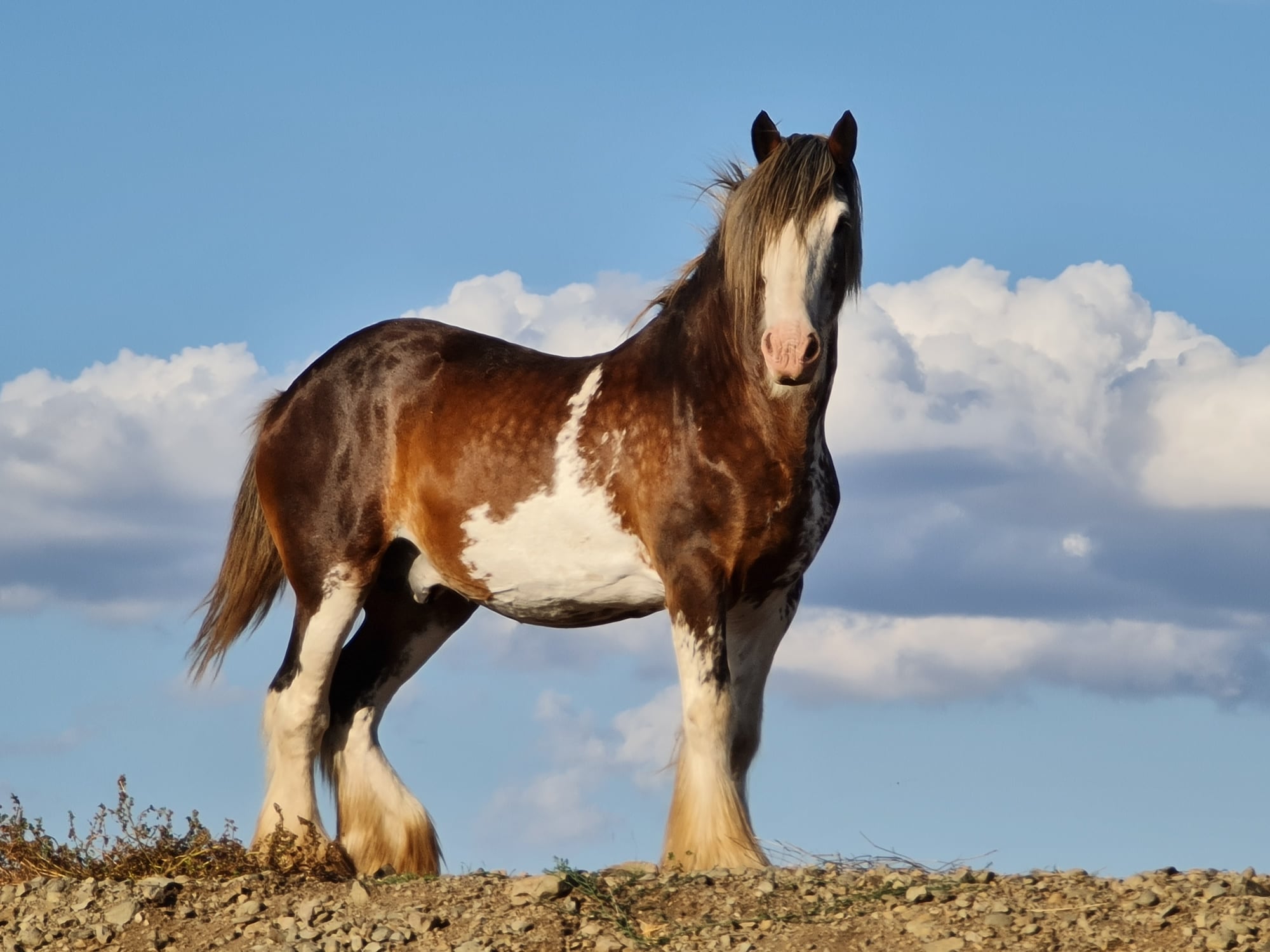 Earlsfield Clydesdale Stud - Box Valley Banjo